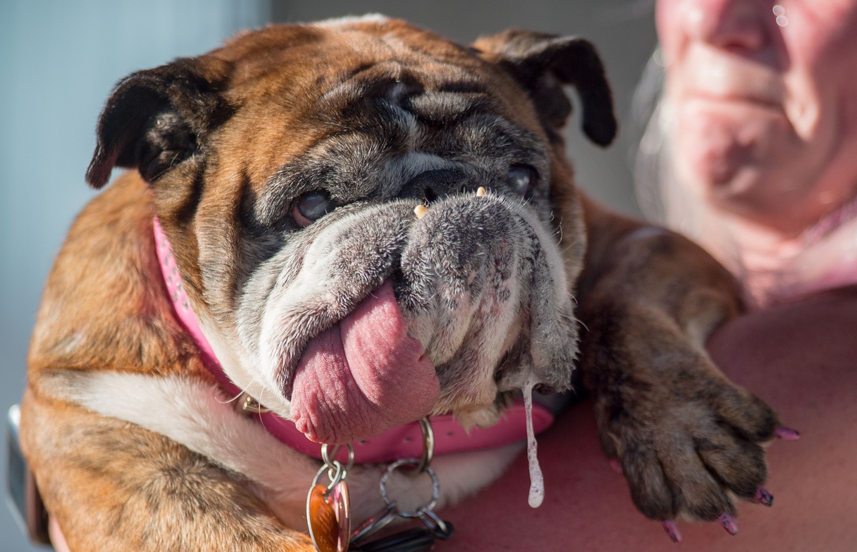 Conoce a Zsa Zsa, la perrita bulldog más fea del mundo
