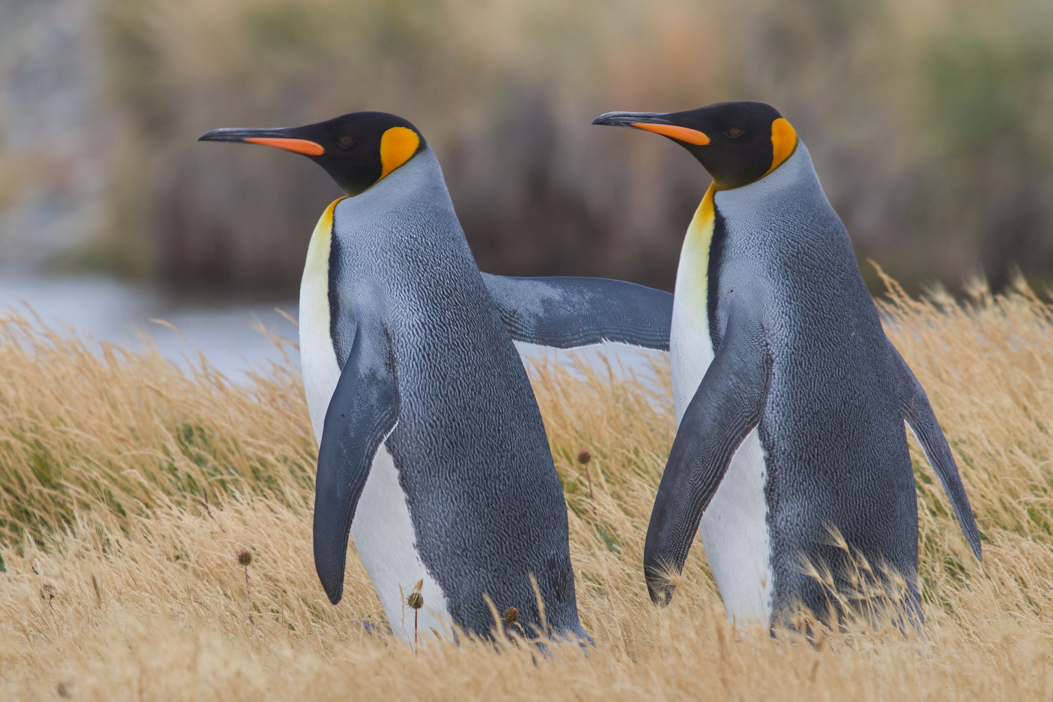 Más de un  millón de parejas de pingüino rey migrarían por falta de comida