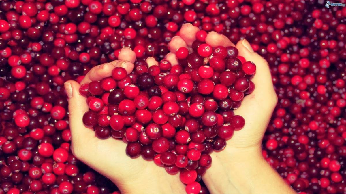 Descubre los beneficios del cranberry y su diferencia con el arándano
