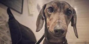 Encuentran al perrito Gaspar, que se había perdido en el aeropuerto de Iquique
