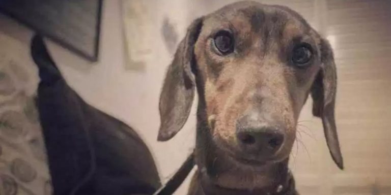 Encuentran al perrito Gaspar, que se había perdido en el aeropuerto de Iquique