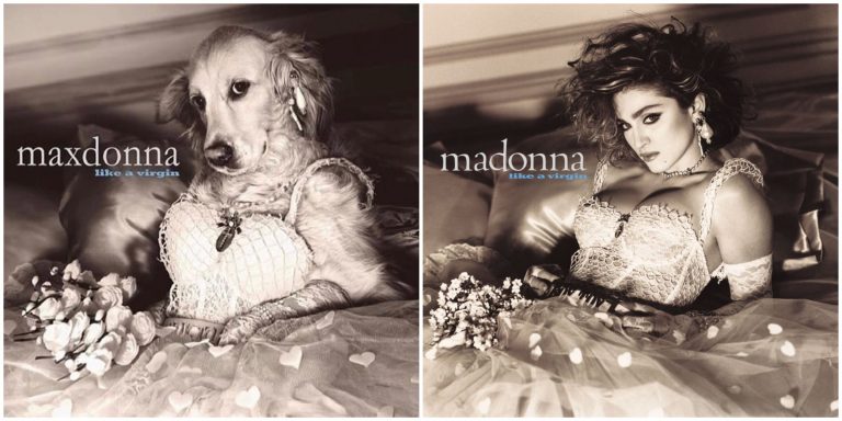 Conoce a "Maxdonna", el perro que conquistó internet al imitar a Madonna