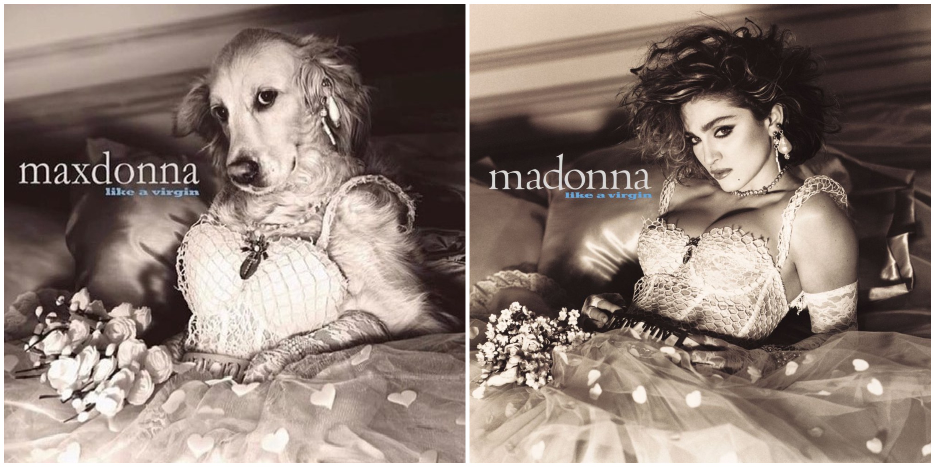 Conoce a "Maxdonna", el perro que conquistó internet al imitar a Madonna