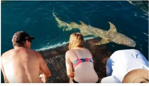 ¡Peligroso! Mujer quiso alimentar a un tiburón y terminó siendo arrastrada al agua