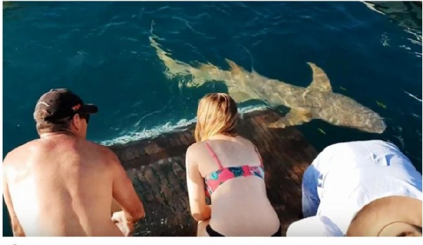 ¡Peligroso! Mujer quiso alimentar a un tiburón y terminó siendo arrastrada al agua