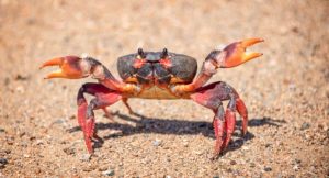 Mujer es atacada por cangrejo mientras se lo come vivo
