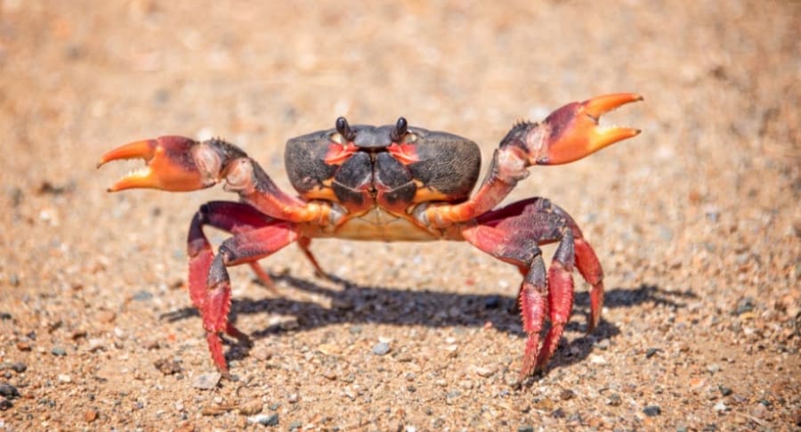 Mujer es atacada por cangrejo mientras se lo come vivo