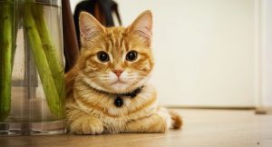 Gato se sube arriba de su dueño mientras lo entrevistan