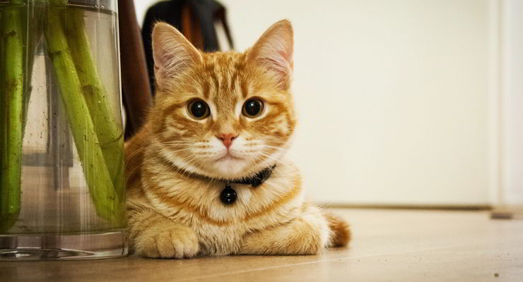 Gato se sube arriba de su dueño mientras lo entrevistan