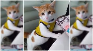 ¡Impresionante! Gato grital gol junto a su dueño