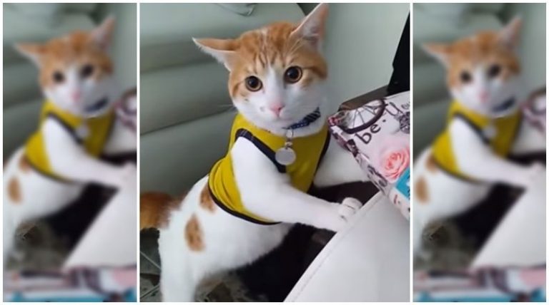 ¡Impresionante! Gato grital gol junto a su dueño