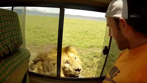 ¡Irresponsable! Turista intenta tocar a un león causándole su enojo