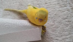 Loro se pone a llorar luego de que su "amigo" muriera ¡El conmovedor video se hizo viral!