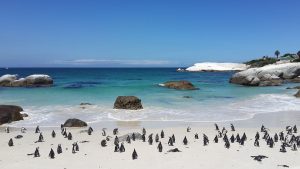 ¡Un amor! Pingüinos caminan por la playa tomados de la mano