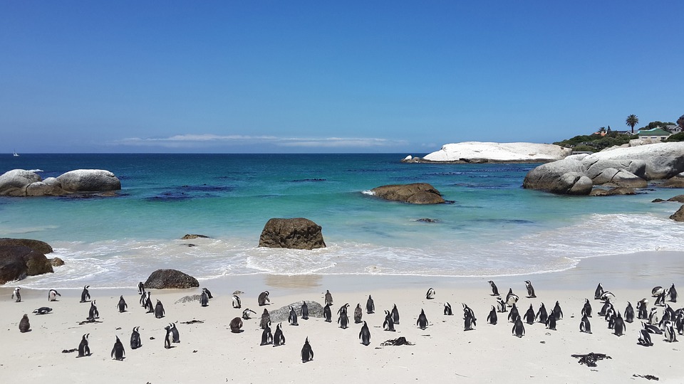 ¡Un amor! Pingüinos caminan por la playa tomados de la mano