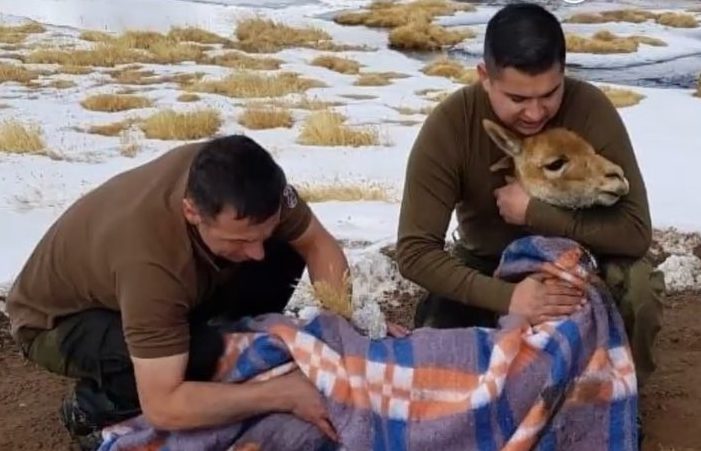 Carabineros rescató a una vicuña luego de caerse al barro en San Pedro de Atacama