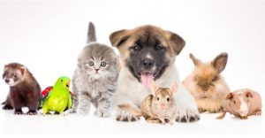 Adivina ¿Cuál es la mascota favorita de los chilenos?