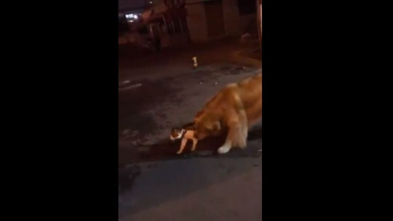 ¡Un héroe! Este perro detuvo una inminente pelea entre dos gatos