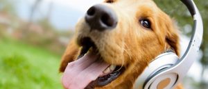 ¡A gozar! Perro demuestra cómo se disfruta tu canción favorita