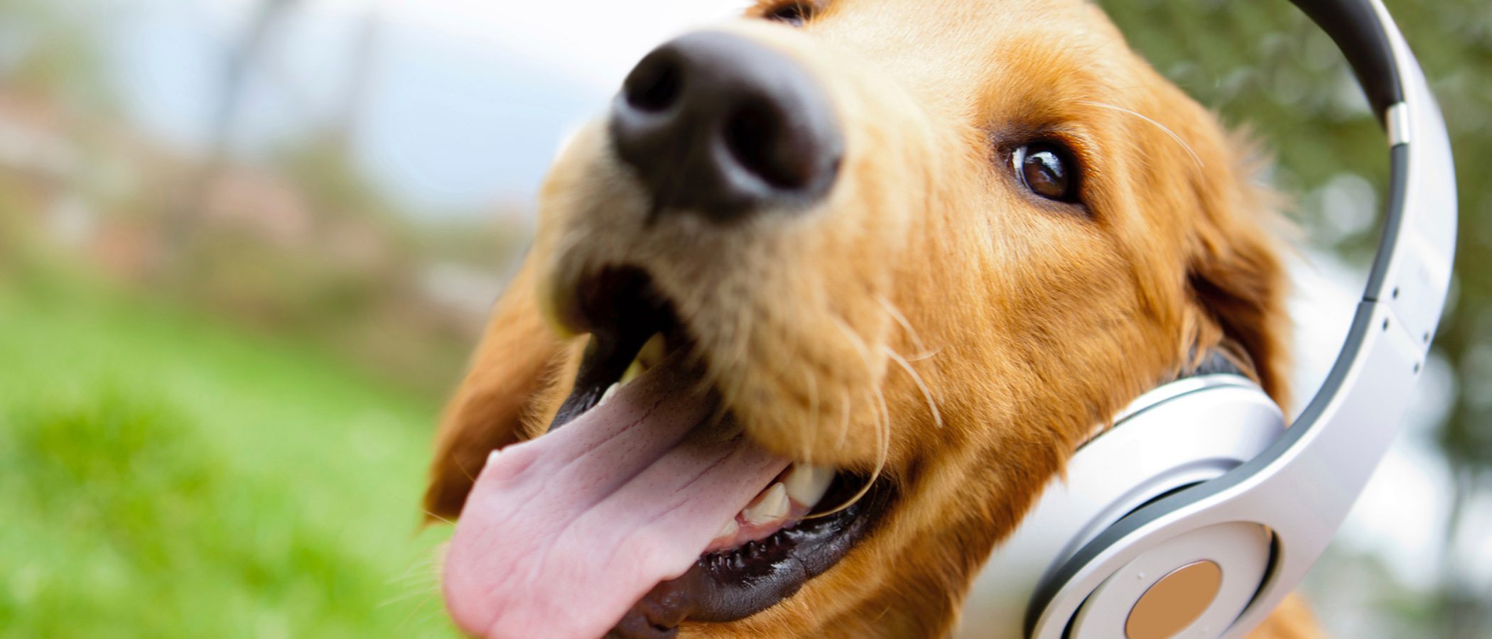 ¡A gozar! Perro demuestra cómo se disfruta tu canción favorita