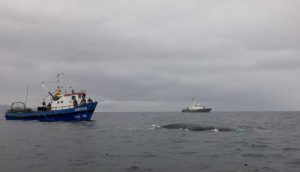 Armada chilena realiza un exitoso rescate a una ballena atrapada en una red de pesca