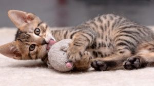 ¿Quieres adoptar un gatito a tu familia? ¡No te pierdas GatoFest!