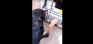 ¡Increíble! Este perro callejero pide dinero para comprar su propia comida