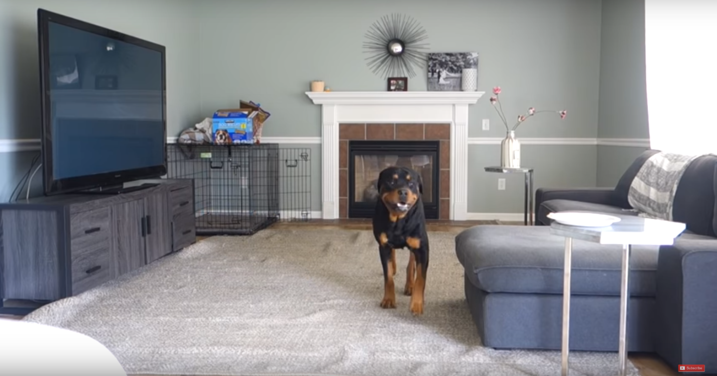 ¿Qué hace un perro cuando se queda solo en casa? Al fin sabemos la verdad