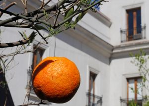 Como en navidad: Cuelgan naranjas en árboles de La Moneda por visita del presidente de España