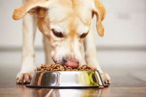 5 ingredientes que debes buscar en la comida de tu perro