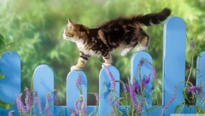 ¡Pero cómo! Un pueblo de Nueva Zelanda planea prohibir los gatos domésticos