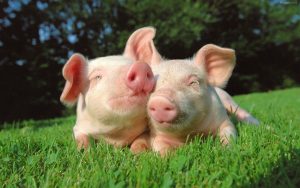 Estudio señala que ver animales "bebes" ayuda a reducir las ganas de comer carne