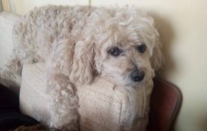 ¡Buena noticia! Hombre que ofrecía auto como recompensa encontró a su perro