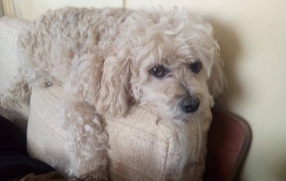 ¡Buena noticia! Hombre que ofrecía auto como recompensa encontró a su perro