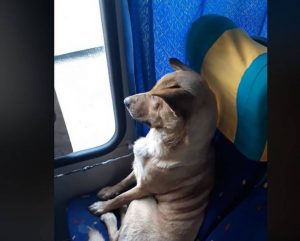Chofer grabó a un perrito que fue su pasajero y se hizo viral