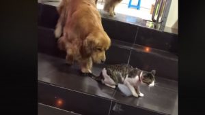 ¡Un héroe! Perro evita inminente pelea entre dos gatos hambrientos