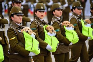 ¡Muy tierno! Así rindió honores la Escuela de Adiestramiento Canino en la #ParadaMilitar2018