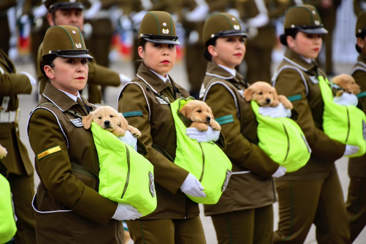 ¡Muy tierno! Así rindió honores la Escuela de Adiestramiento Canino en la #ParadaMilitar2018