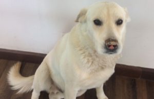 "Astrodog": El peludo acompañante de quienes trabajan en el Observatorio ALMA