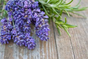 ¡Relájate! Estas son las plantas de interior que te ayudan a combatir el estrés