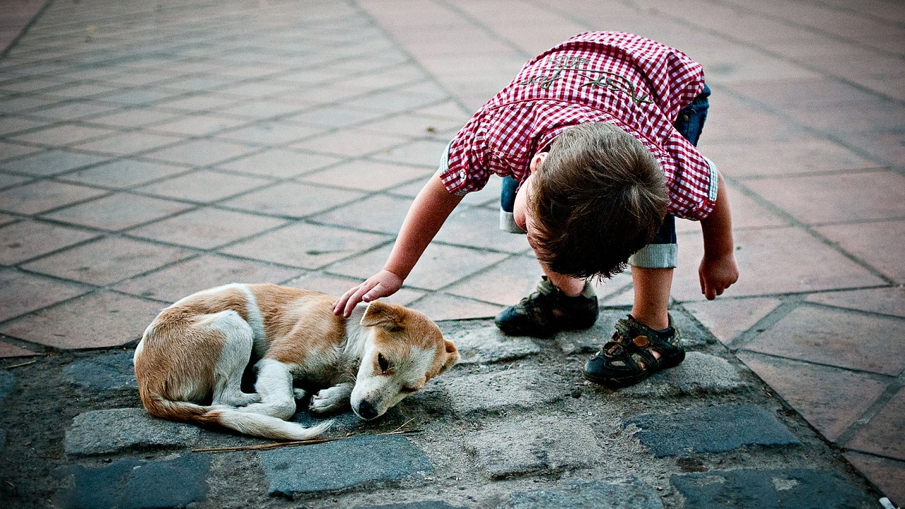 Uno de cada cuatro chilenos está a favor de la eutanasia de perros callejeros