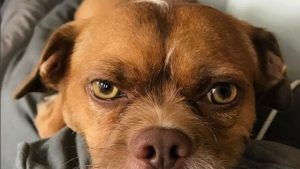 Estudio determinó que los perros son rencorosos