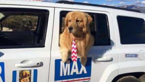 ¡Perrito es elegido como alcalde en ciudad de Estados Unidos!