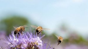 Las abejas son declaradas como el ser vivo más importante del planeta