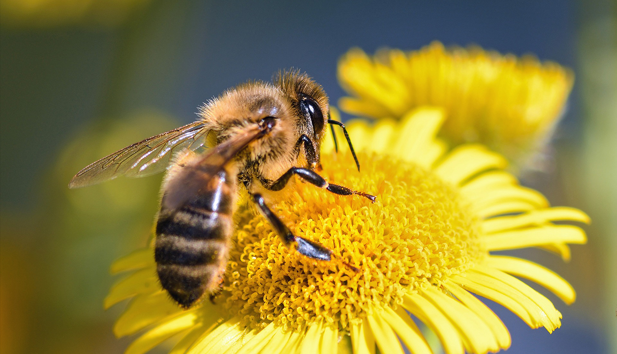 Las abejas son declaradas como el ser vivo más importante