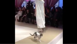 ¿Qué? Un gato callejero se luce modelando en desfile en Turquía