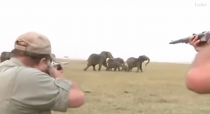 Manada de elefantes responde con furia luego de que cazadores mataran al líder