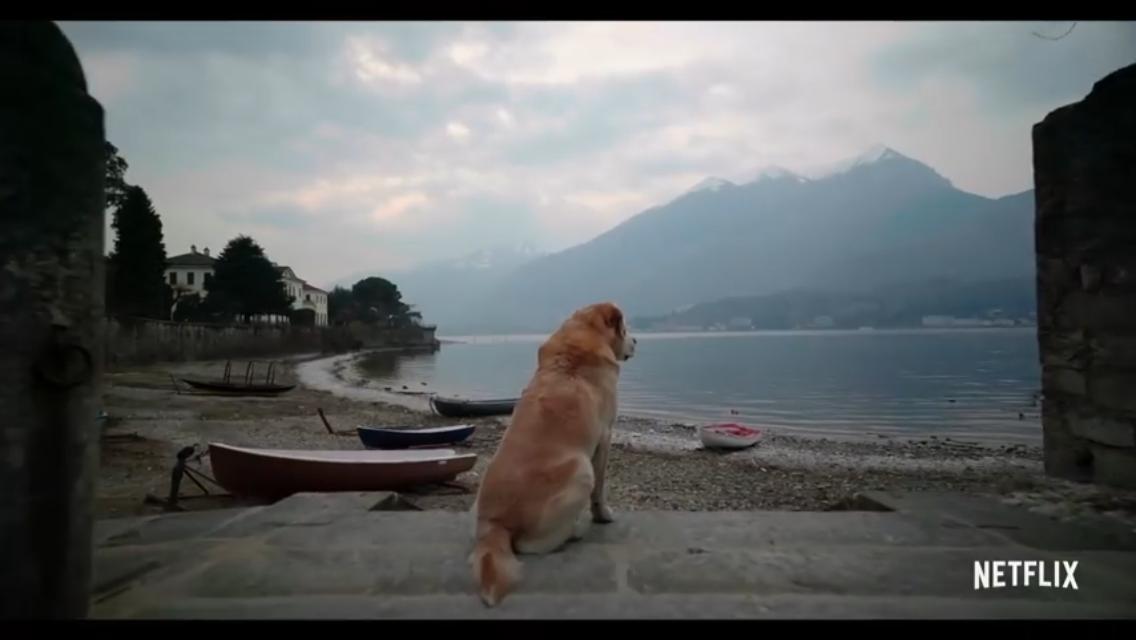 Netflix estrenará serie documental sobre perros y promete emocionarte