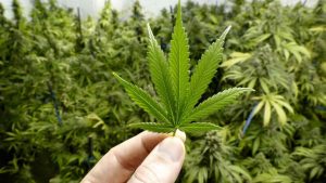 Según investigadores la marihuana afecta a la memoria y al aprendizaje