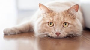 Zoofilia en Quilpué: Mujer denunció que su gata fue violada por un hombre